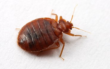 Уничтожение клопов