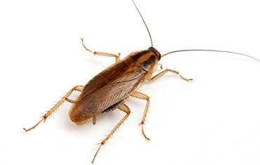 Уничтожение тараканов