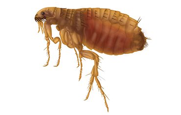 Уничтожение блох