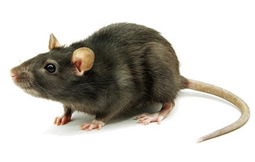 Уничтожение крыс